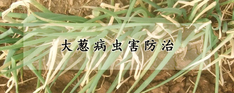 大蔥病蟲(chóng)害防治