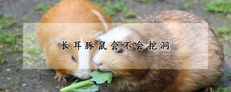 長耳豚鼠會不會挖洞
