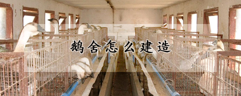 鵝舍怎么建造