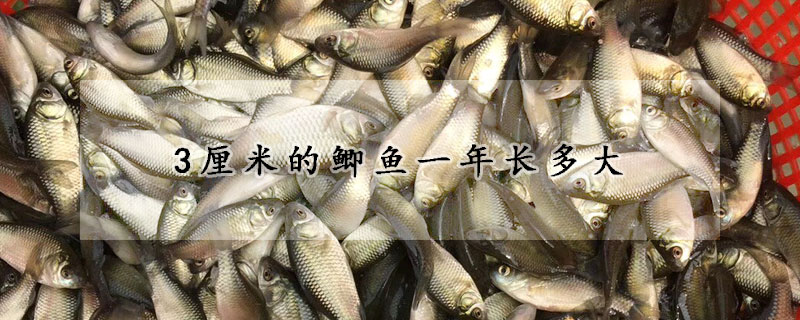 3厘米的鯽魚(yú)一年長(zhǎng)多大