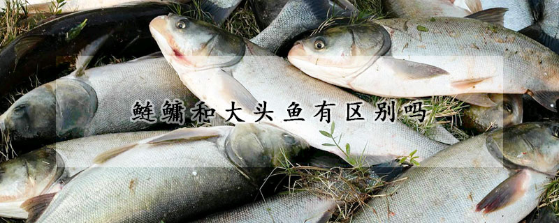 鰱鳙和大頭魚(yú)有區(qū)別嗎