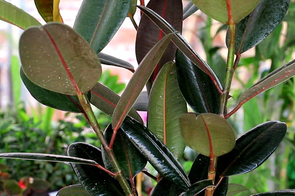 客廳適合養的18種植物 適合客廳養的植物