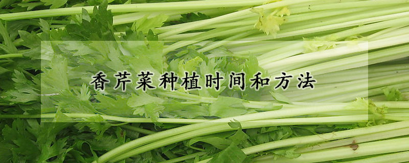 香芹菜種植時間和方法