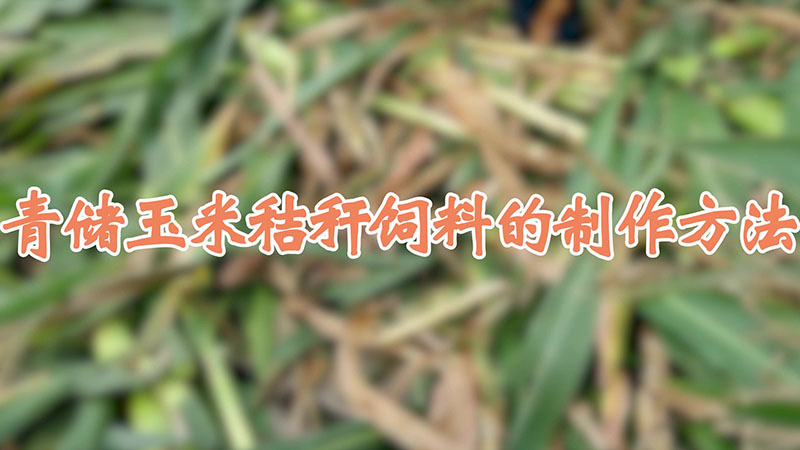 青儲(chǔ)玉米秸稈飼料的制作方法