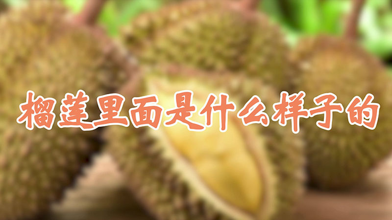 榴蓮里面是什么樣子的