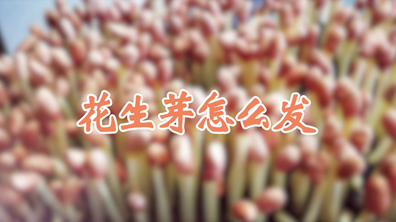 花生芽怎么發(fā)