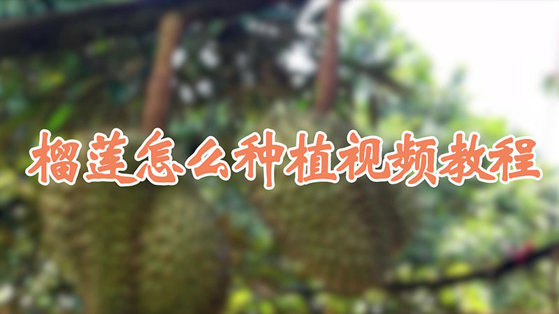 榴蓮怎么種植視頻教程
