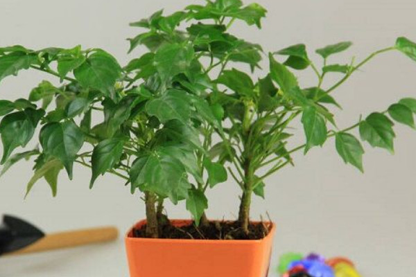 幸福樹放在家里哪個位置最吉利 家中幸福樹的擺放位置