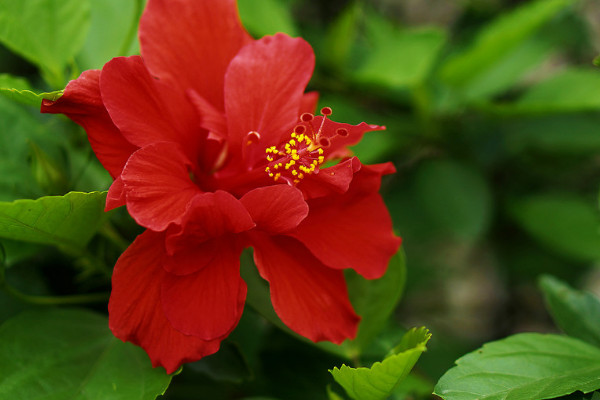扶桑花與風水 扶?;ǖ臄[放講究