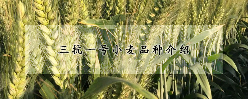 三抗一號小麥品種介紹