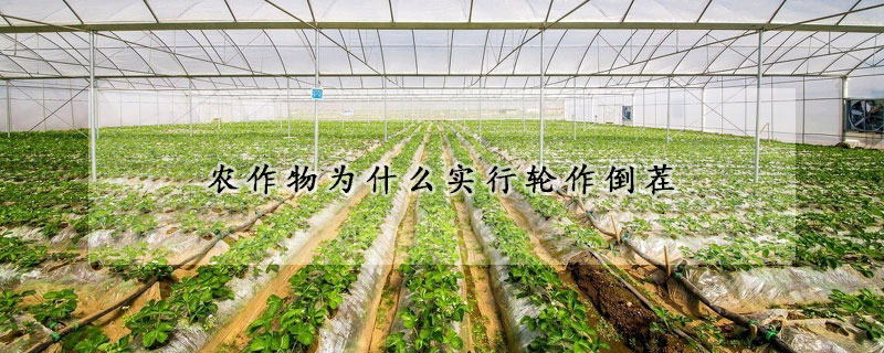 農(nóng)作物為什么實行輪作倒茬