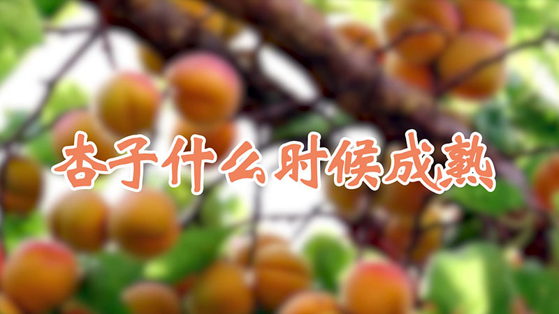 杏子什么時(shí)候成熟