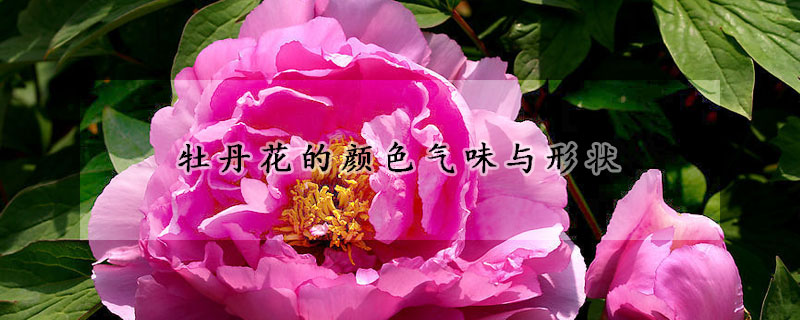 牡丹花的顏色氣味與形狀