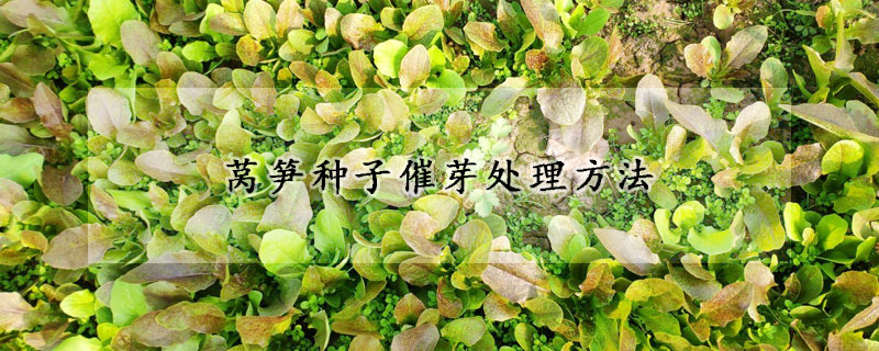萵筍種子催芽處理方法