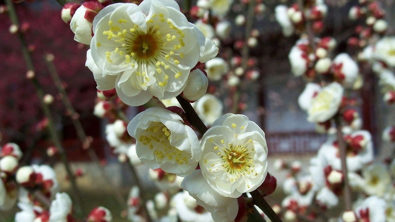 冬天開的花有哪些?(花名、顏色)