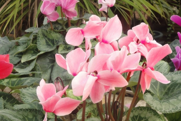 冬天開的花有哪些?(花名、顏色)