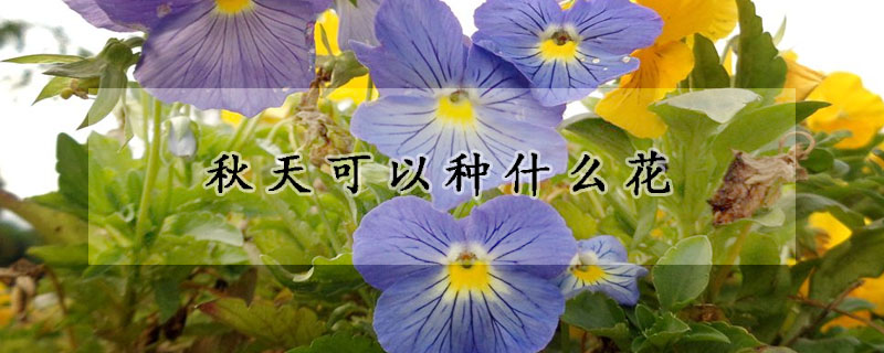秋天可以種什么花