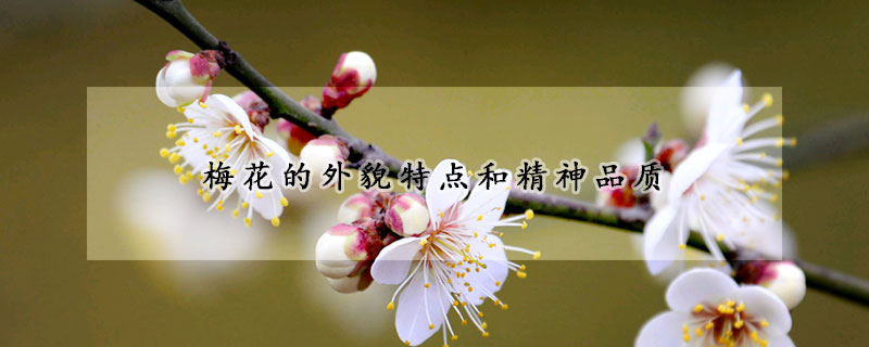梅花的外貌特點和精神品質(zhì)