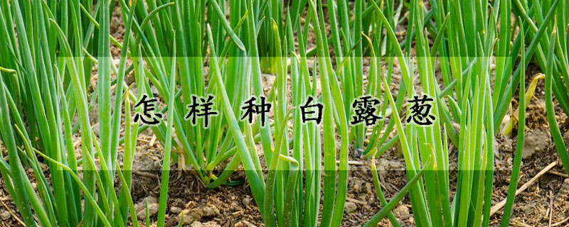 怎樣種白露蔥
