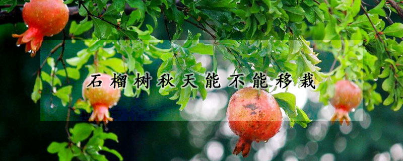 石榴樹秋天能不能移栽