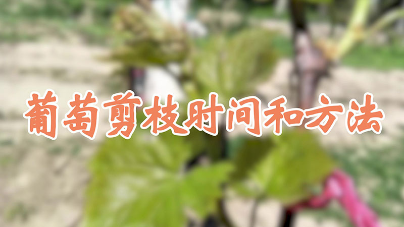 葡萄剪枝時(shí)間和方法視頻