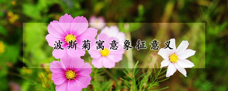 波斯菊寓意象征意義