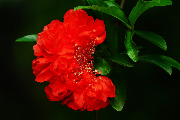 石榴花什么時候開