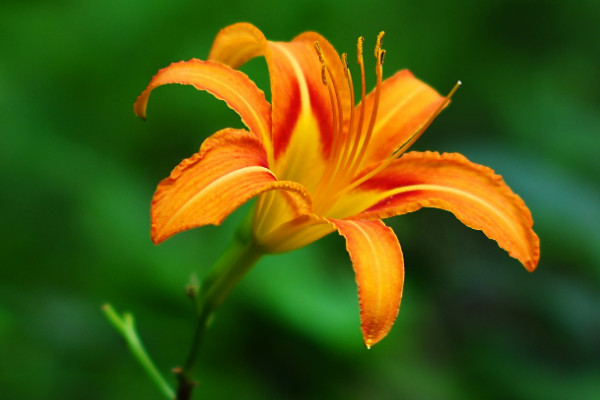 送母親鮮花送什么花