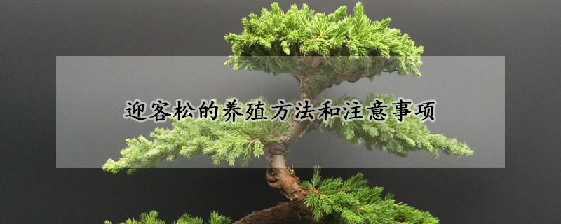 迎客松的養殖方法和注意事項