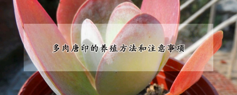 多肉唐印的養殖方法和注意事項