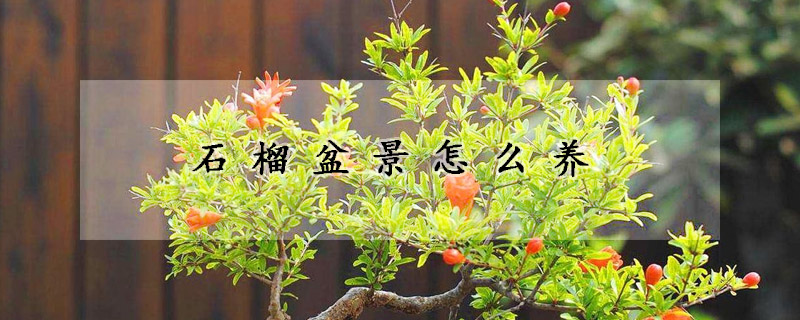 石榴盆景怎么養