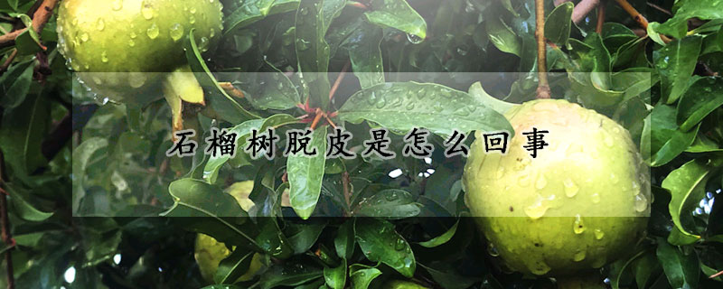 石榴樹脫皮是怎么回事