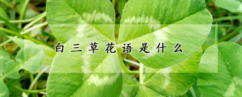 白三草花語是什么
