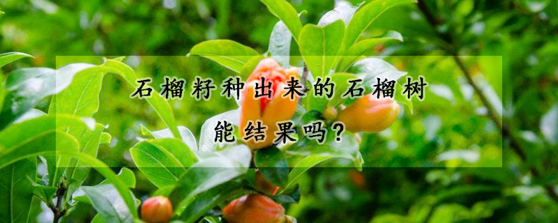 石榴籽種出來的石榴樹能結果嗎?