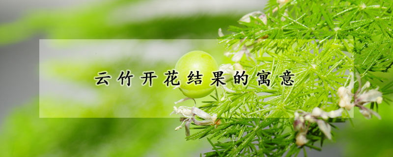 云竹開花結果的寓意
