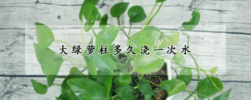 大綠蘿柱多久澆一次水
