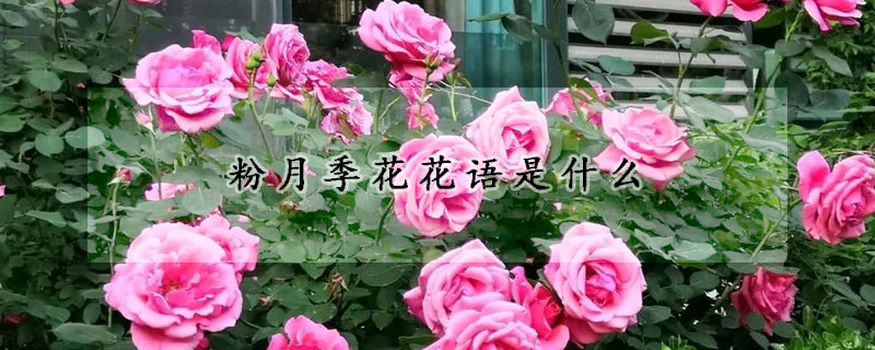 粉月季花花語是什么