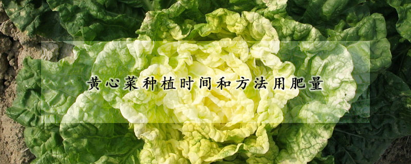 黃心菜種植時(shí)間和方法用肥量