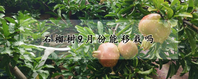 石榴樹9月份能移栽嗎