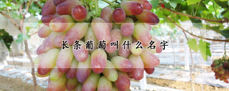 長(zhǎng)條葡萄叫什么名字