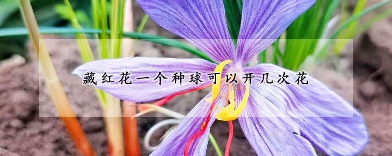 藏紅花一個(gè)種球可以開(kāi)幾次花