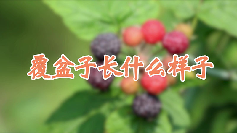 覆盆子長什么樣子