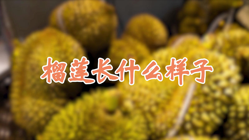 榴蓮長(zhǎng)什么樣子