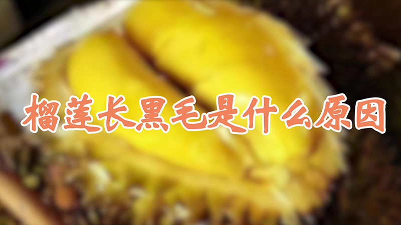 榴蓮長(zhǎng)黑毛是什么原因