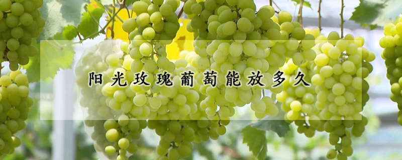 陽(yáng)光玫瑰葡萄能放多久