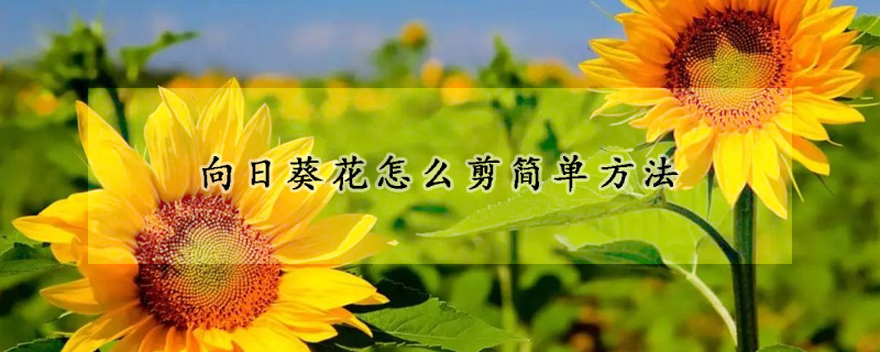 向日葵花怎么剪簡(jiǎn)單方法