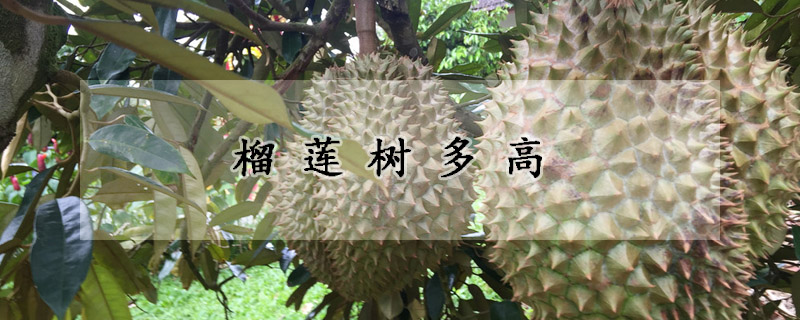 榴蓮樹(shù)多高