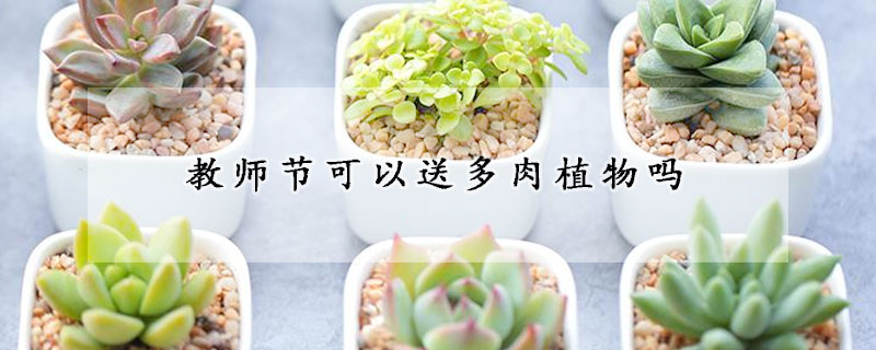 教師節可以送多肉植物嗎