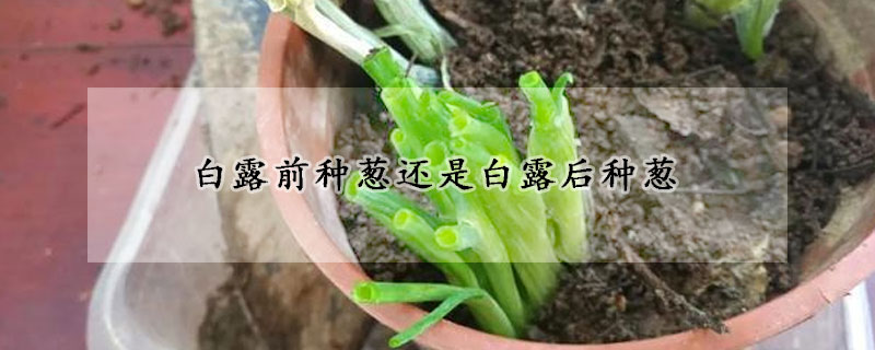 白露前種蔥還是白露后種蔥