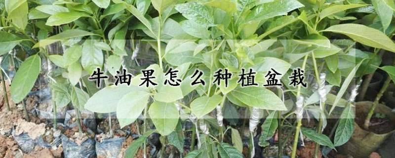 牛油果怎么種植盆栽